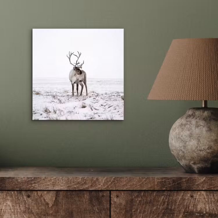 Aluminium schilderij - Rendier - Gewei - Sneeuw - Winter — 3