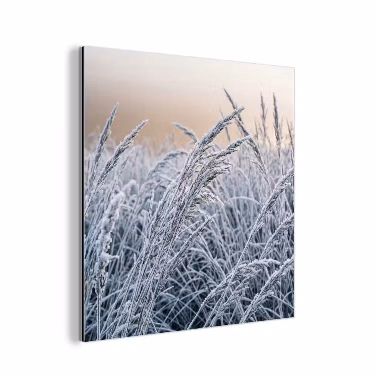 Aluminium schilderij - Rijp - Gras - Kristallen - Winter - Minimalistisch — 1