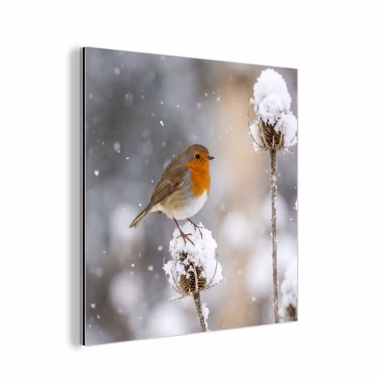 Aluminium schilderij - Roodborstje - Gedroogde bloem - Sneeuw - Winter - Vertederend — 1