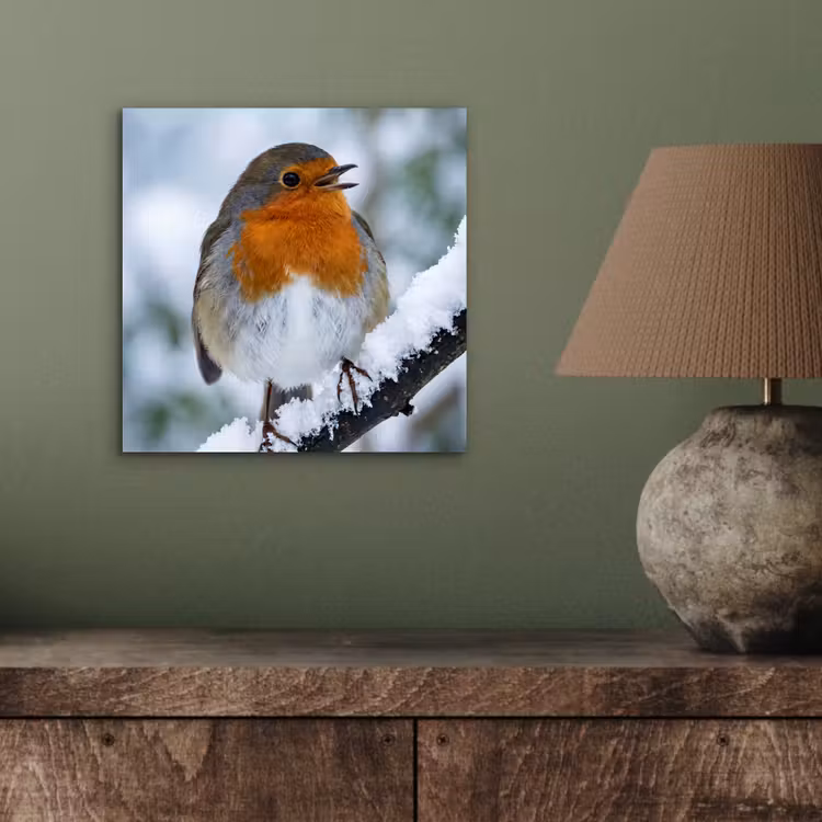Aluminium schilderij - Roodborstje - Tak - Sneeuw - Winter - Levendig — 3