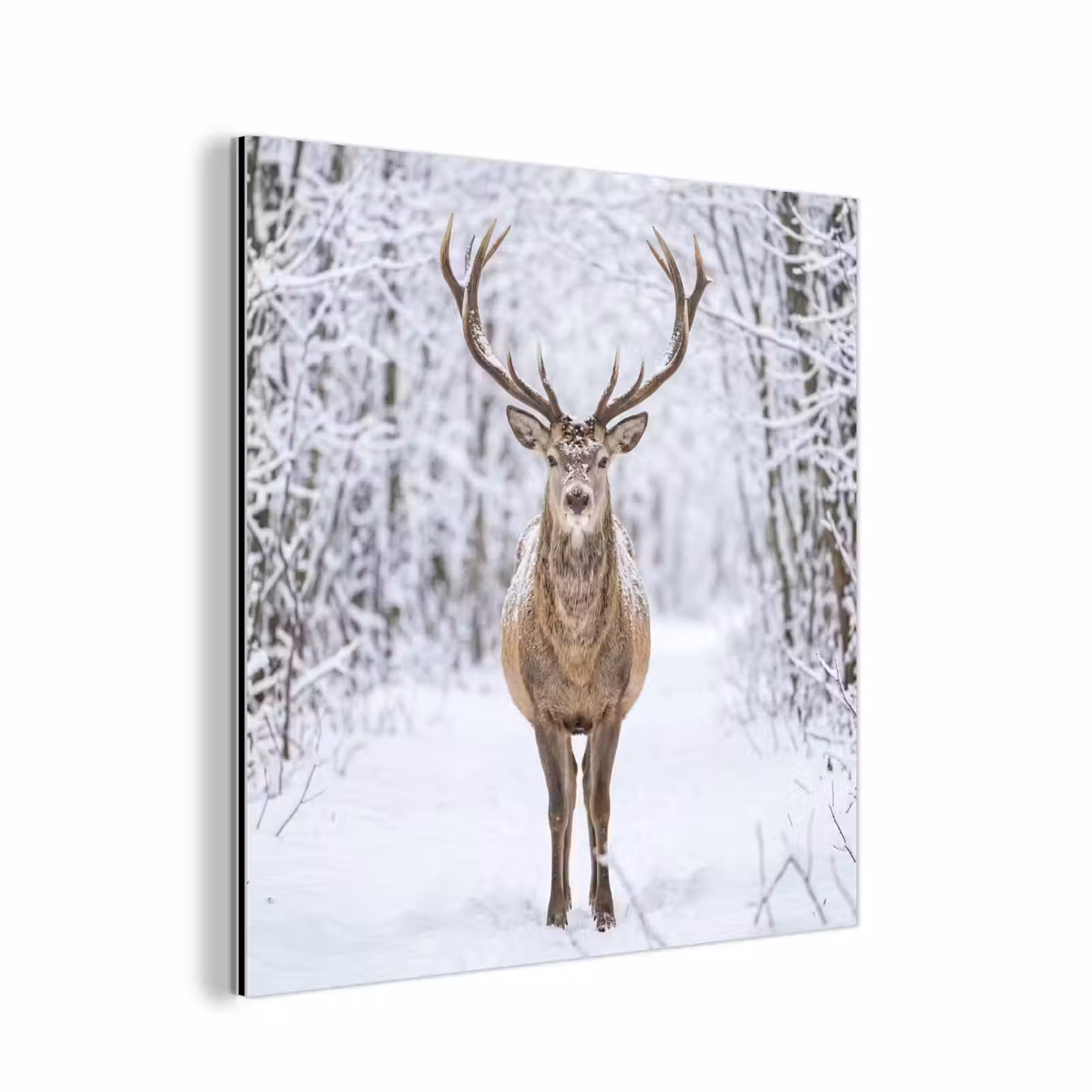 Aluminium schilderij - Hert - Winter - Bos - Natuur - Wit — 1