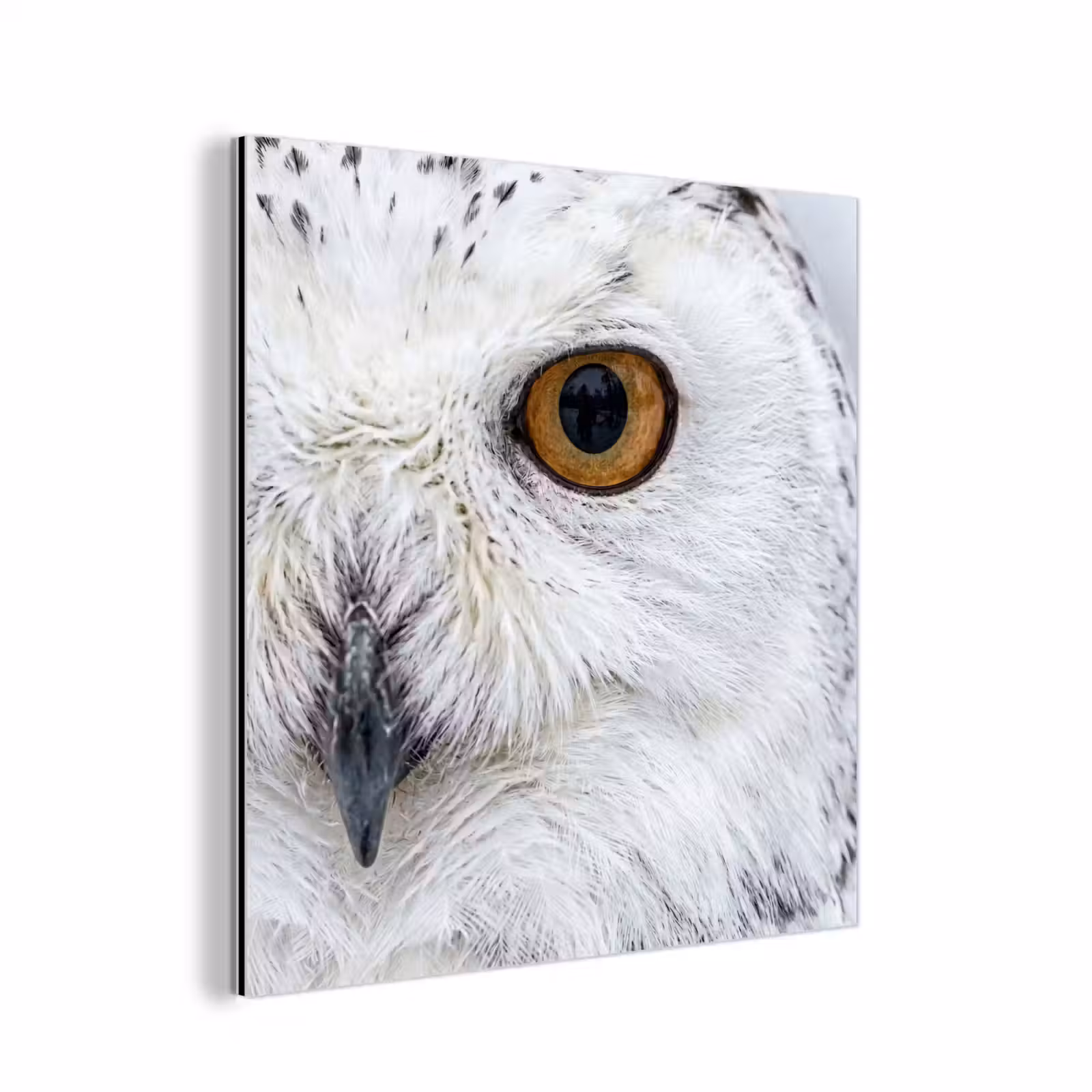 Aluminium schilderij - Sneeuwuil - Oog - Wildlife - Wit — 1