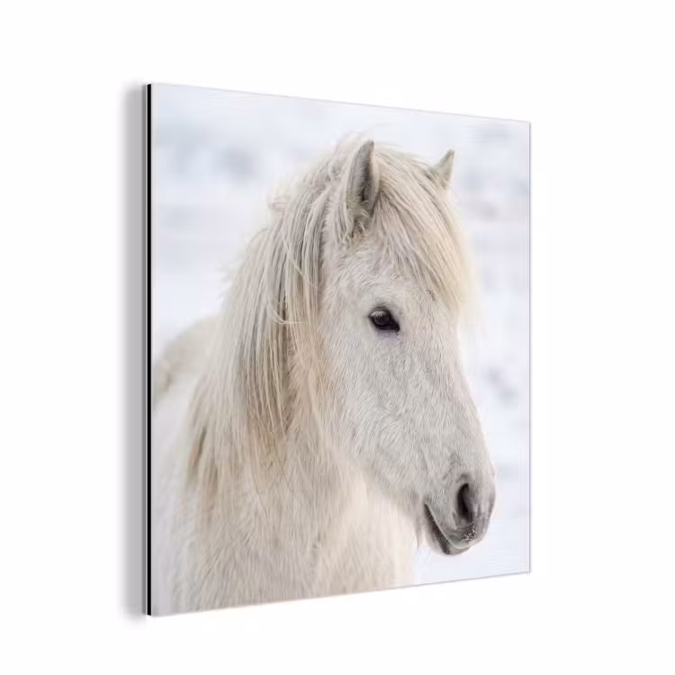 Aluminium schilderij - Paard - Kop - Winter - Dieren - Wit — 1