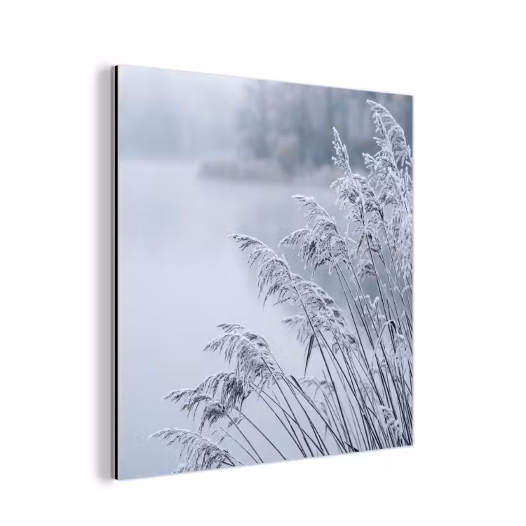 Aluminium schilderij - Riet - Bevroren - Winter - Natuur — 1