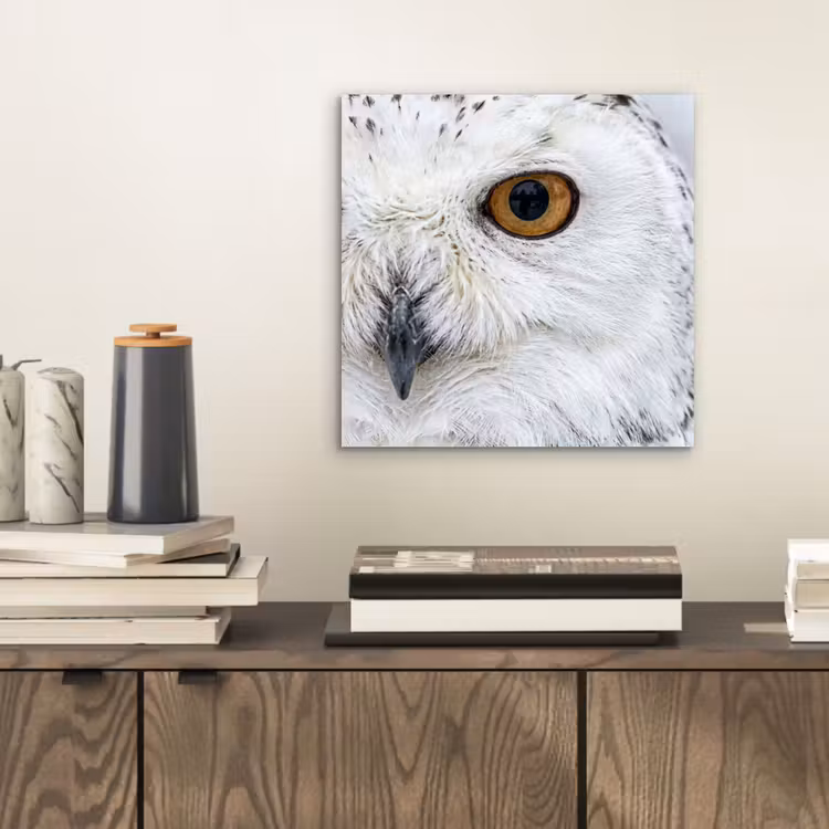 Aluminium schilderij - Sneeuwuil - Oog - Wildlife - Wit — 2