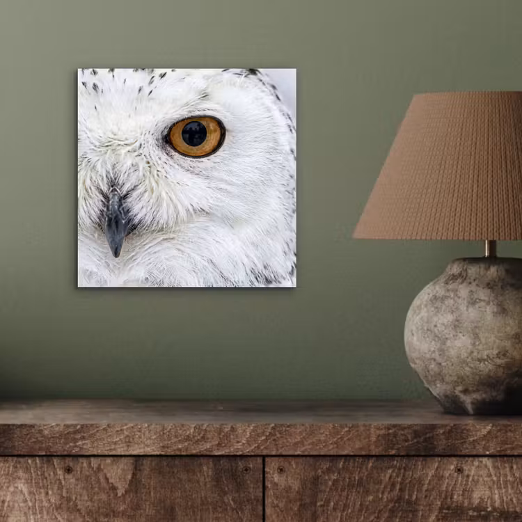 Aluminium schilderij - Sneeuwuil - Oog - Wildlife - Wit — 3