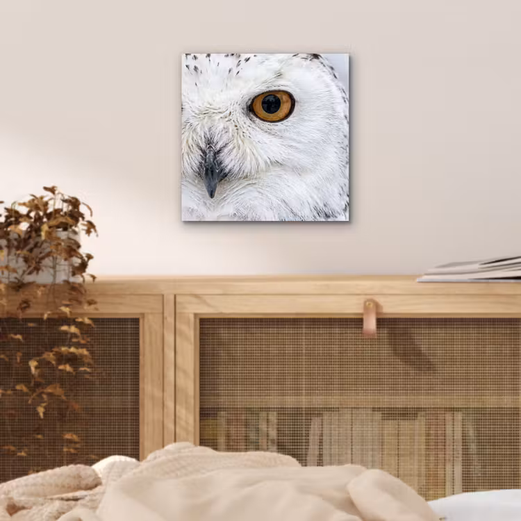 Aluminium schilderij - Sneeuwuil - Oog - Wildlife - Wit — 4