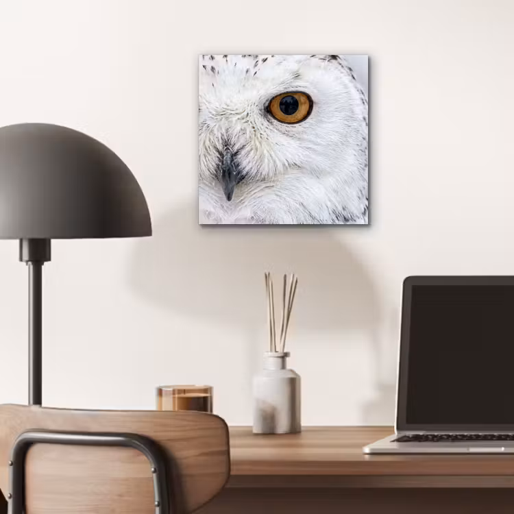 Aluminium schilderij - Sneeuwuil - Oog - Wildlife - Wit — 6
