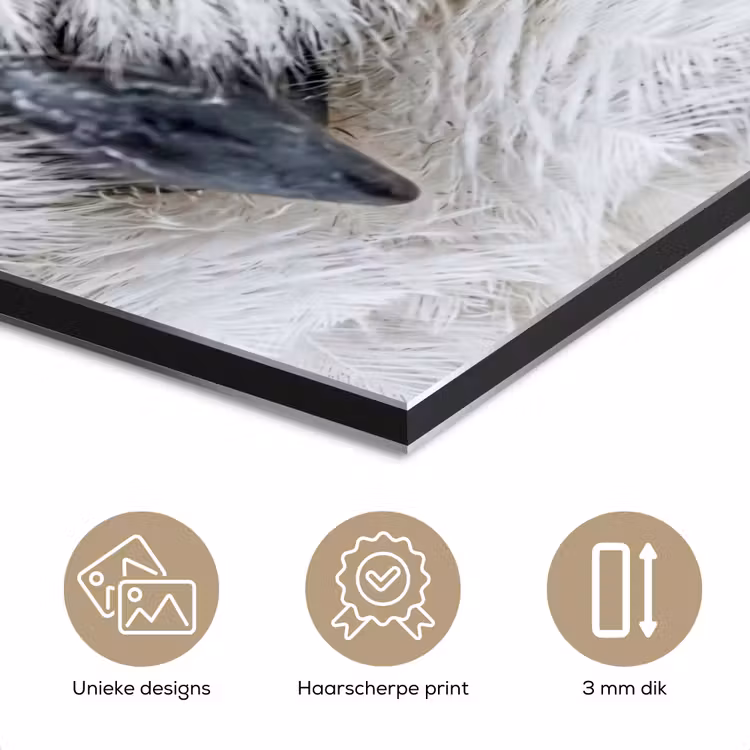 Aluminium schilderij - Sneeuwuil - Oog - Wildlife - Wit — 7