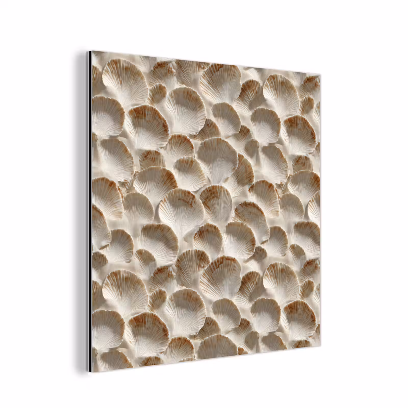 Aluminium schilderij - Schelpen - Waaiervorm - Wit — 1