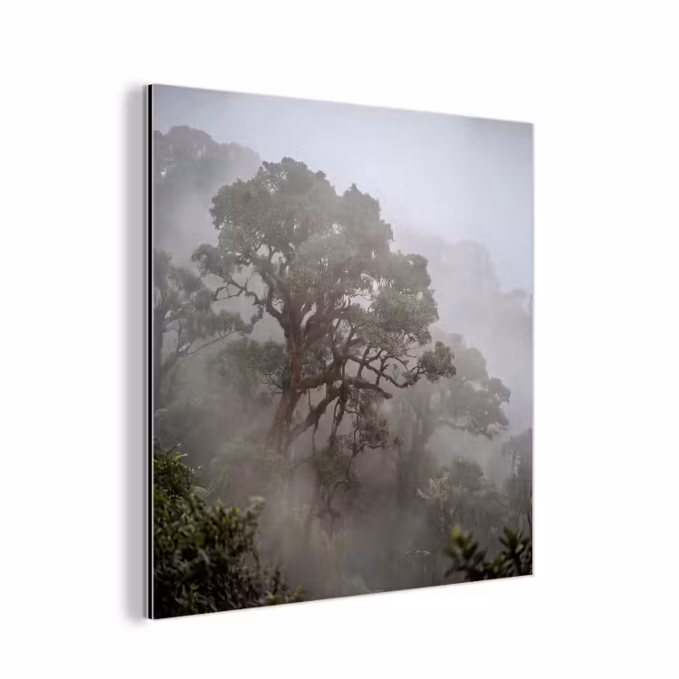 Aluminium schilderij - Boom - Mistig - Bos - Groen - Natuur — 1