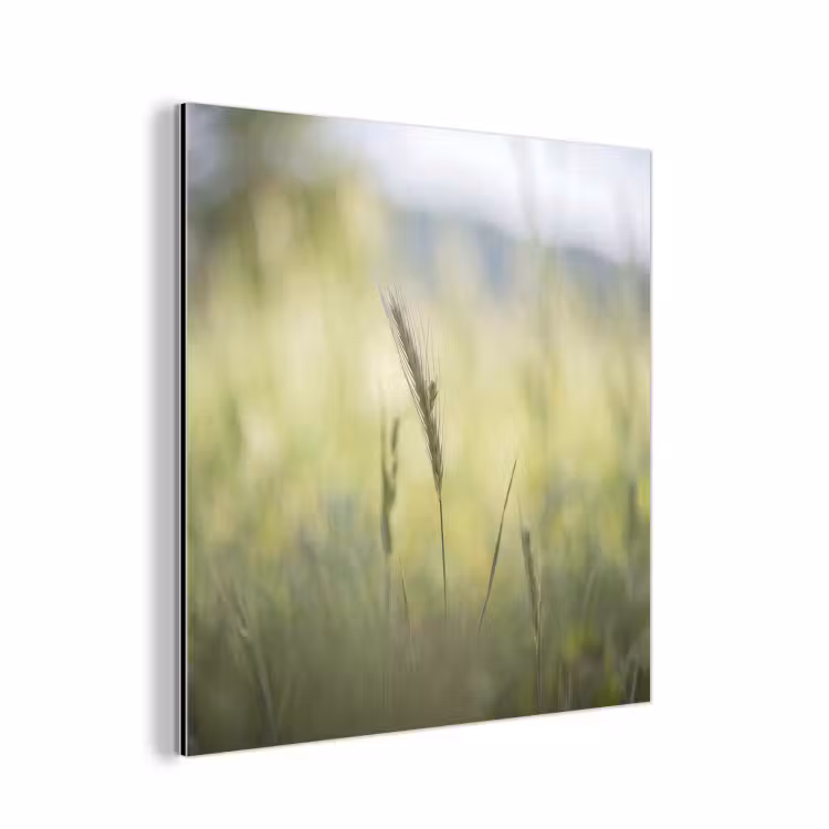 Aluminium schilderij - Graan - Aar - Natuur - Groen - Detail — 1
