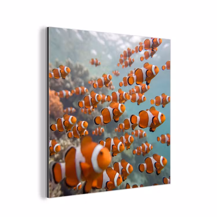 Aluminium schilderij - Vis - School - Onderwater - Dieren - Oranje — 1
