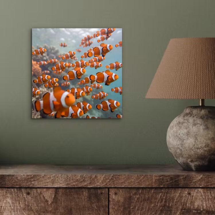Aluminium schilderij - Vis - School - Onderwater - Dieren - Oranje — 3