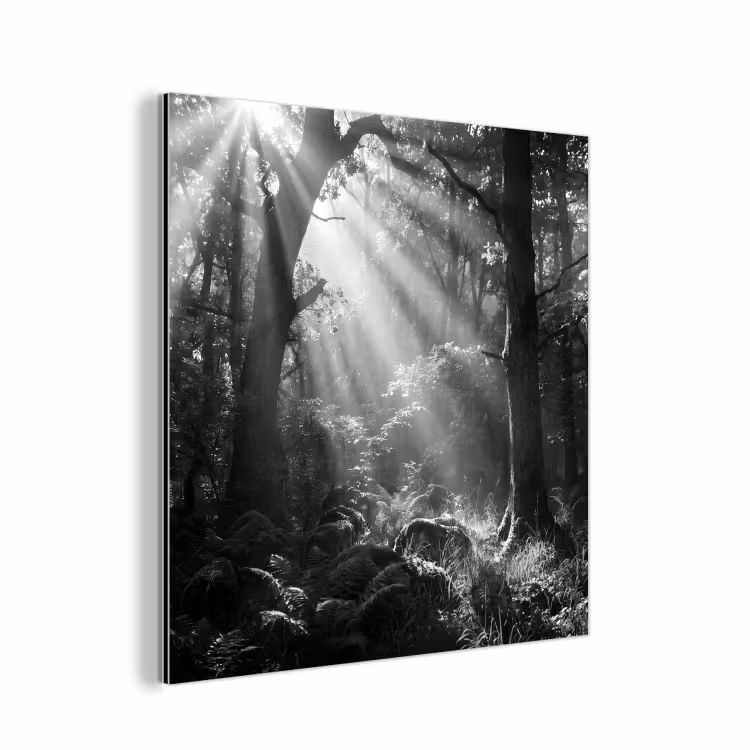 Aluminium schilderij - Bos - Lichtstralen - Natuur - Zwart-wit — 1