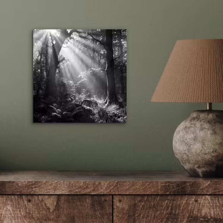 Aluminium schilderij - Bos - Lichtstralen - Natuur - Zwart-wit — 3