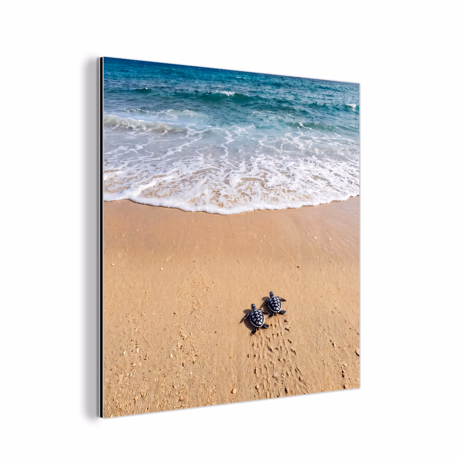 Aluminium schilderij - Schildpad - Jong - Strand - Oceaan - Blauw — 1