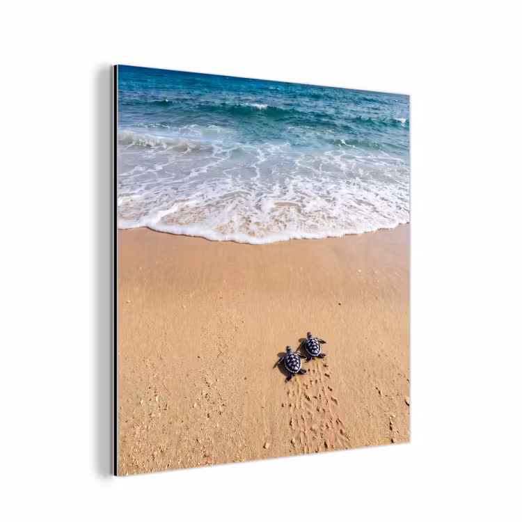 Aluminium schilderij - Schildpad - Jong - Strand - Oceaan - Blauw — 1