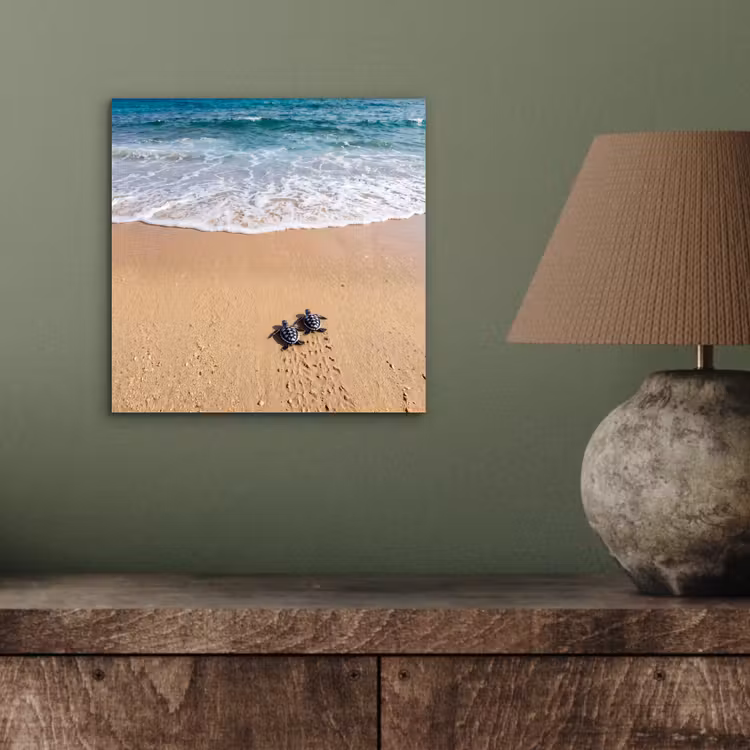 Aluminium schilderij - Schildpad - Jong - Strand - Oceaan - Blauw — 3