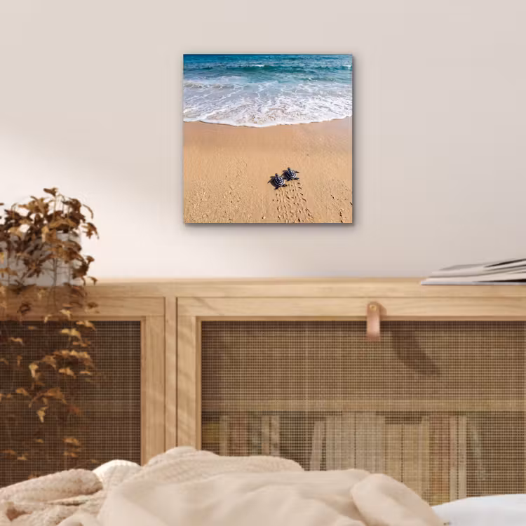 Aluminium schilderij - Schildpad - Jong - Strand - Oceaan - Blauw — 4