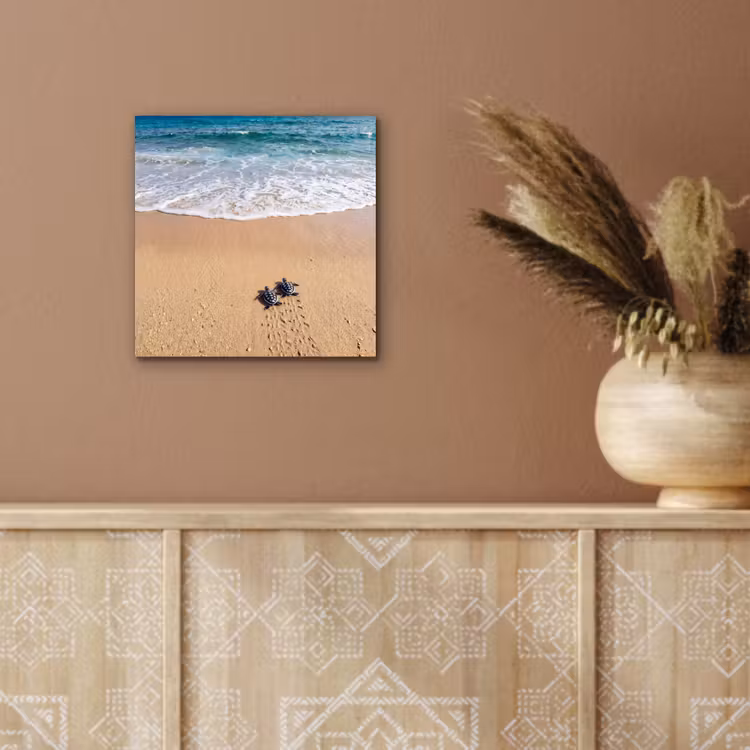 Aluminium schilderij - Schildpad - Jong - Strand - Oceaan - Blauw — 5