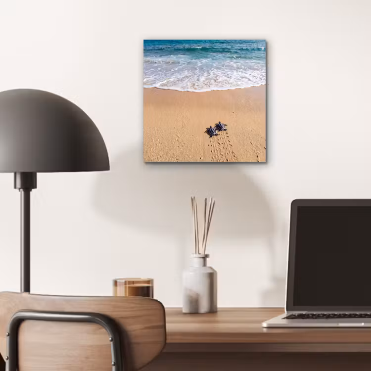 Aluminium schilderij - Schildpad - Jong - Strand - Oceaan - Blauw — 6