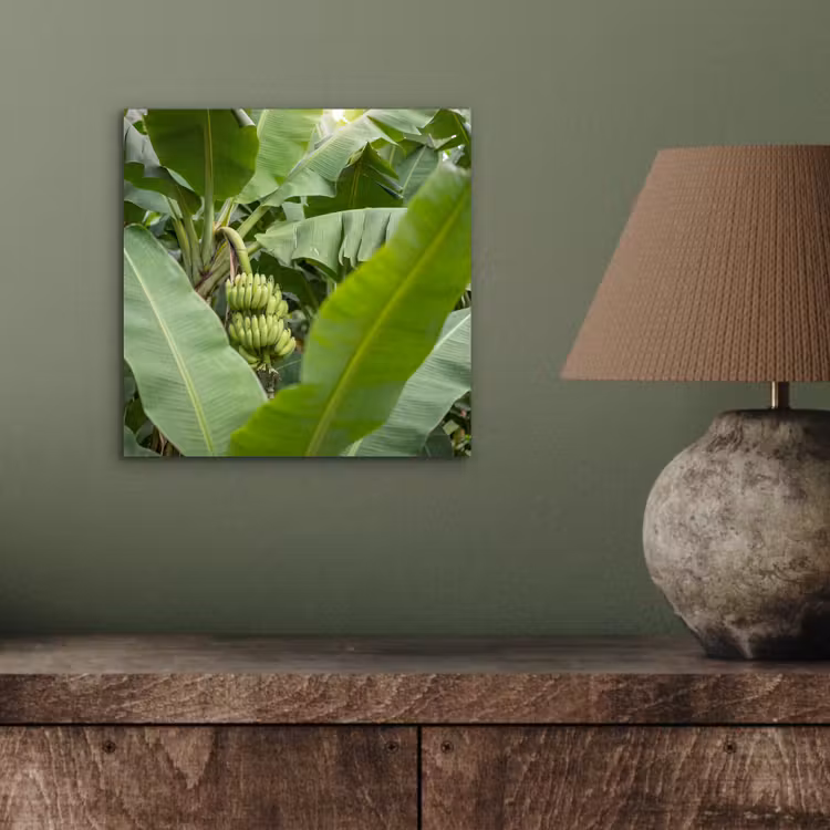Aluminium schilderij - Eten - Bananen - Plantage - Groen — 3