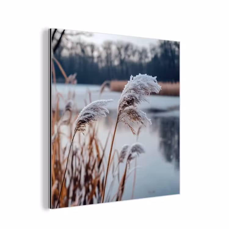 Aluminium schilderij - Riet - Gras - Natuur - Winter - Meer — 1