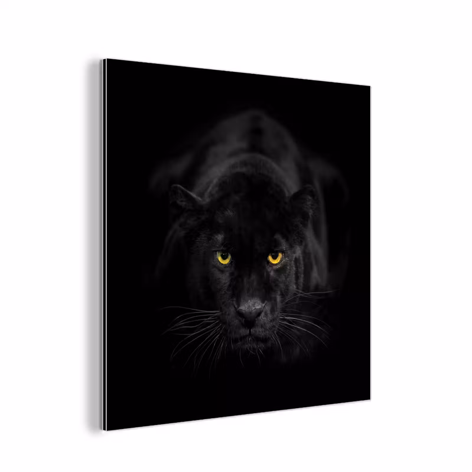Aluminium schilderij - Panter - Dieren - Zwart - Ogen — 1