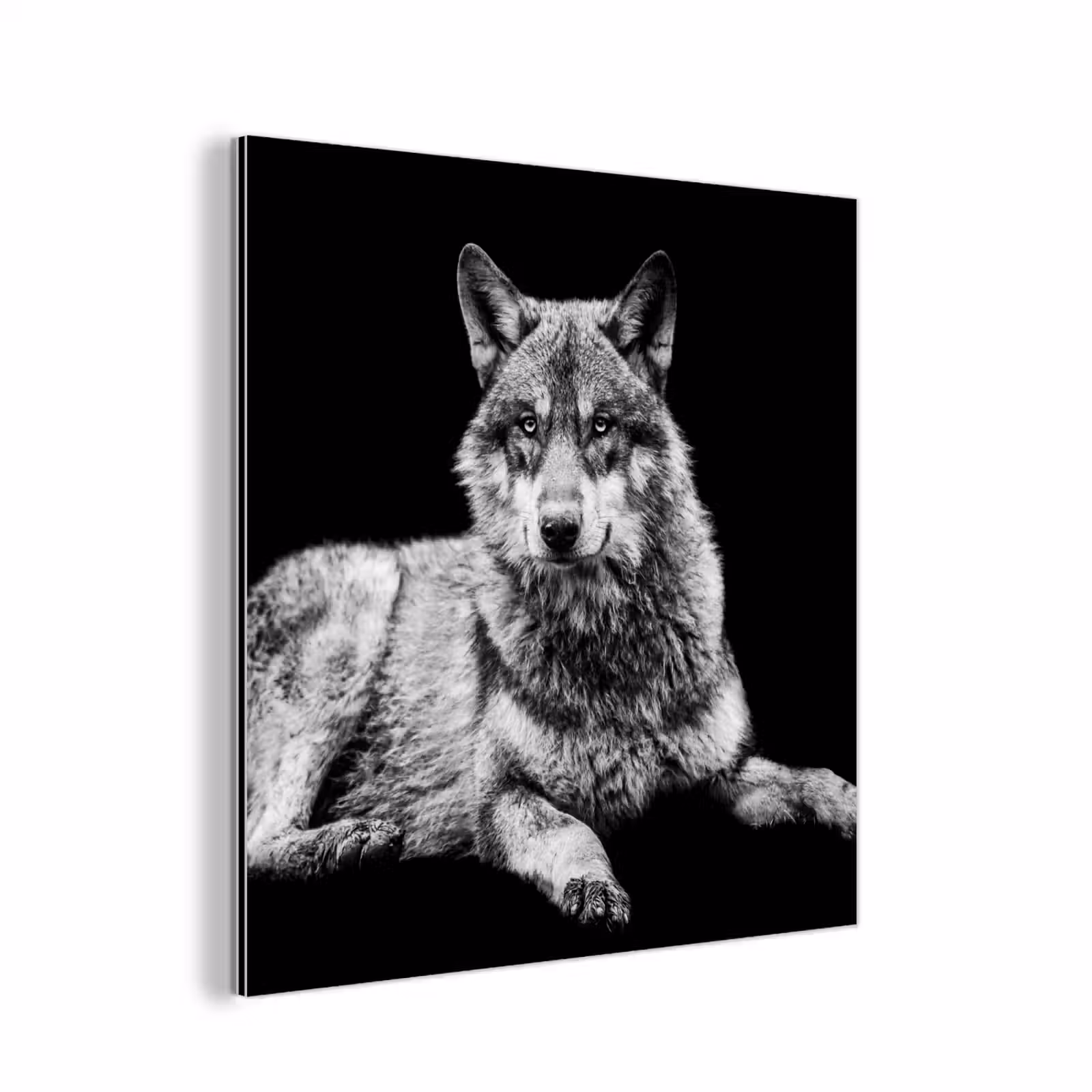 Aluminium schilderij - Wilde dieren - Wolf - Zwart - Wit — 1