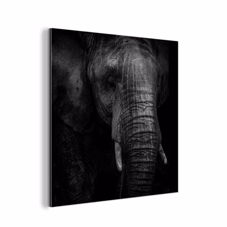 Aluminium schilderij - Olifant - Dier - Portret — 1