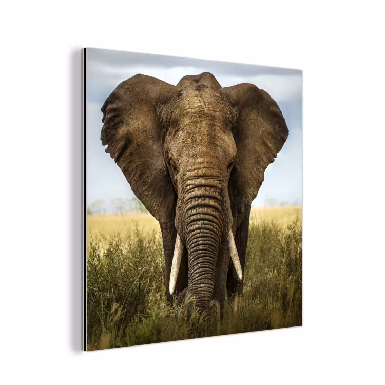 Aluminium schilderij - Olifant - Natuur - Gras - Dieren - Landschap — 1