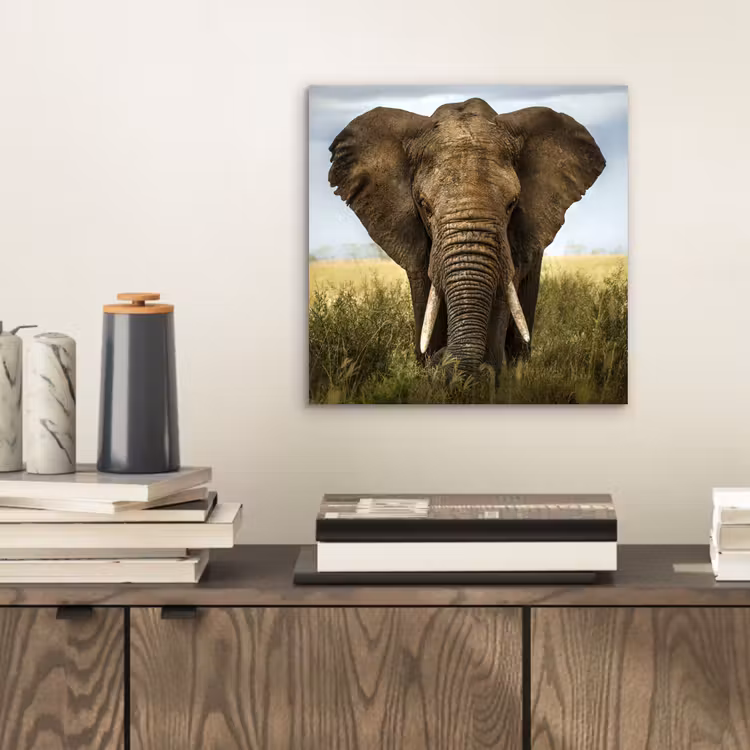 Aluminium schilderij - Olifant - Natuur - Gras - Dieren - Landschap — 2