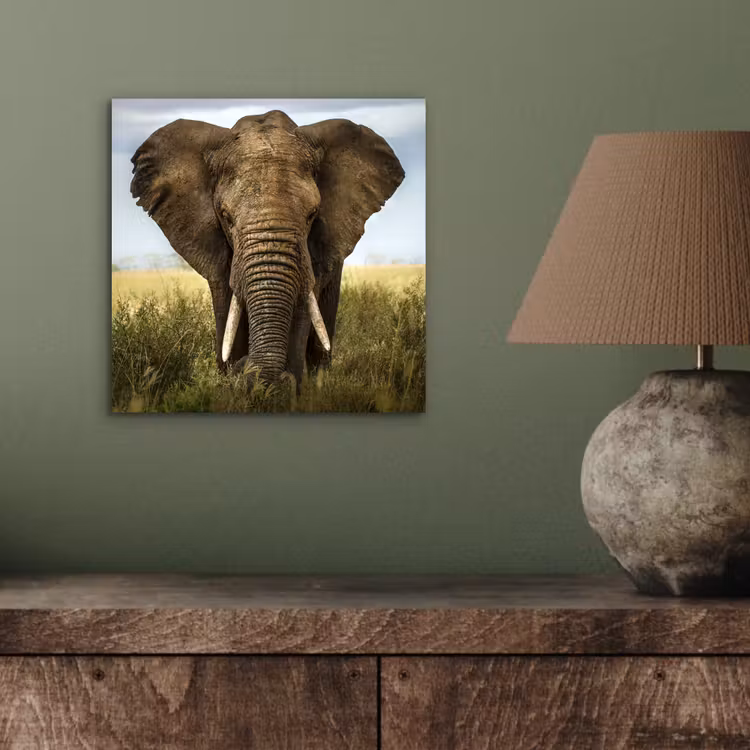 Aluminium schilderij - Olifant - Natuur - Gras - Dieren - Landschap — 3