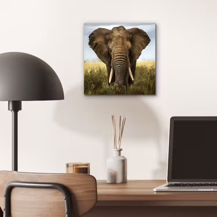 Aluminium schilderij - Olifant - Natuur - Gras - Dieren - Landschap — 6