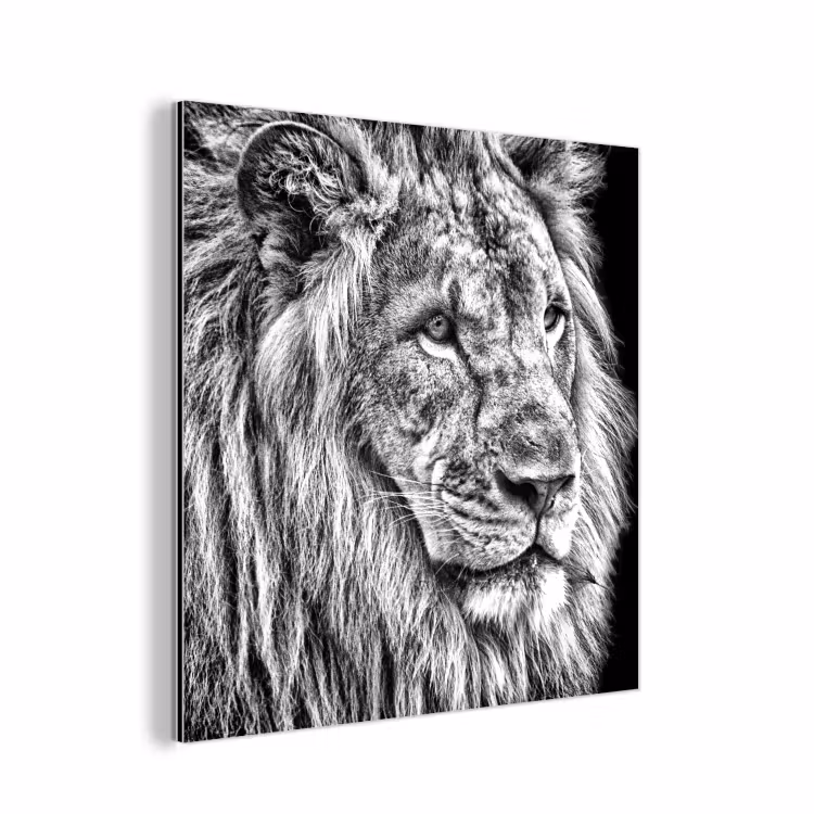 Aluminium schilderij - Portret - Leeuw - Zwart wit — 1