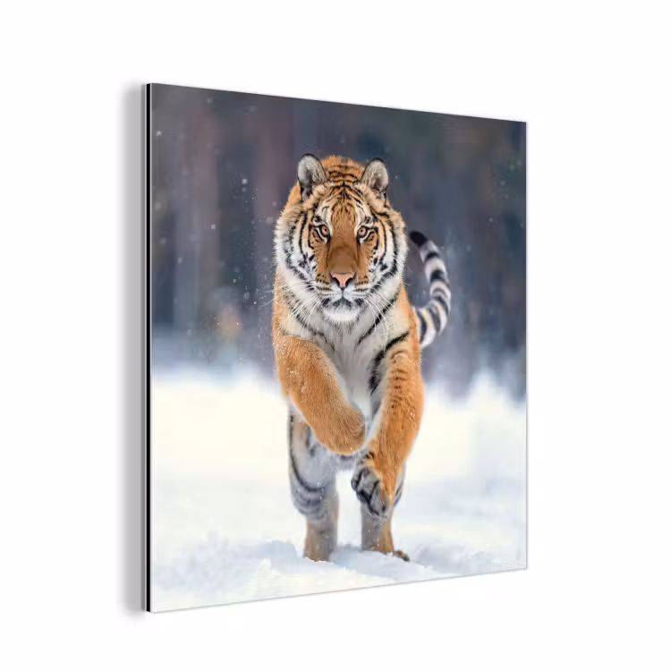 Aluminium schilderij - Tijger - Landschap - Sneeuw - Winter - Dieren — 1
