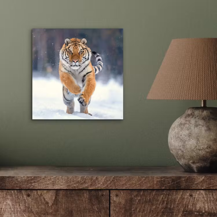 Aluminium schilderij - Tijger - Landschap - Sneeuw - Winter - Dieren — 3