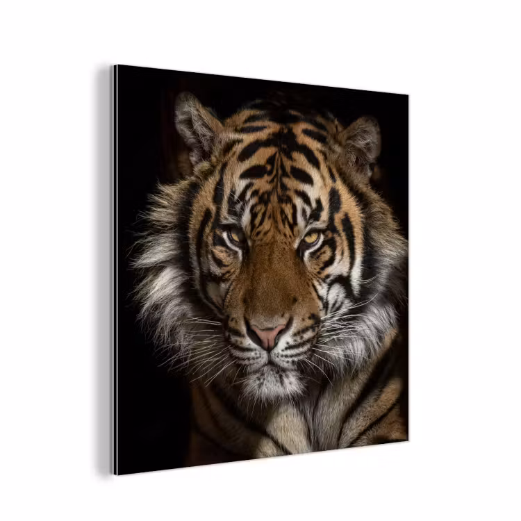 Aluminium schilderij - Tijger - Wilde dieren - Portret — 1