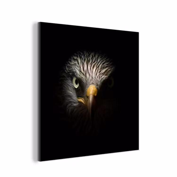 Aluminium schilderij - Vogel - Adelaar - Roofvogels - Oog - Snavel - Licht — 1
