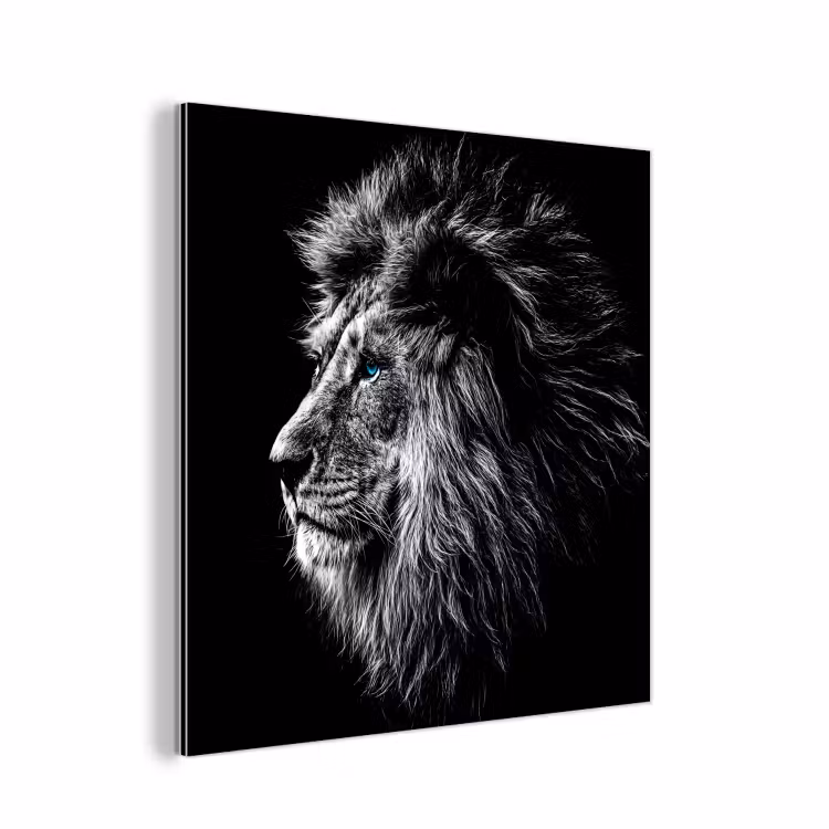 Aluminium schilderij - Zwart Wit - Leeuw - Kop - Dieren — 1