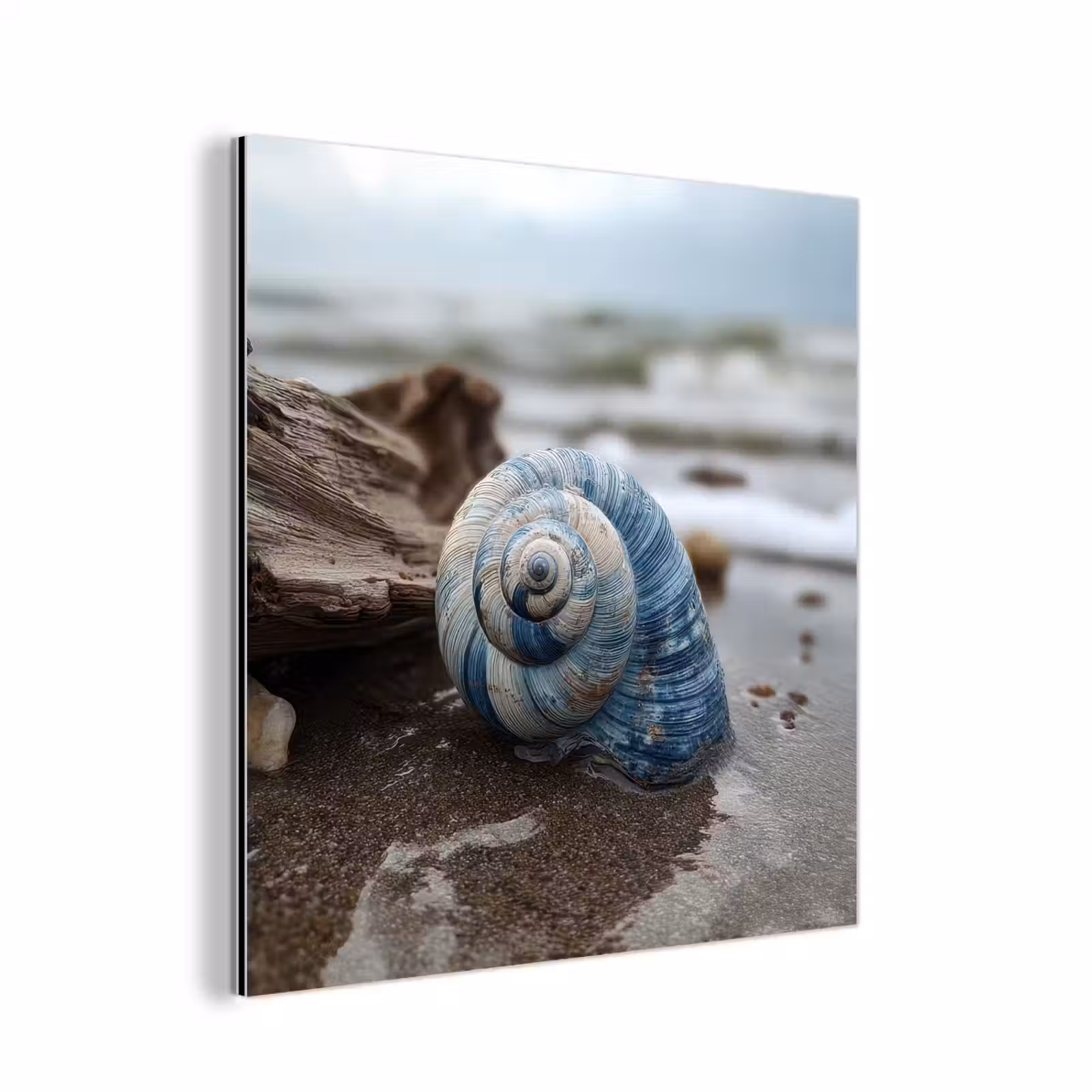 Aluminium schilderij - Schelp - Strand - Blauw - Zee — 1