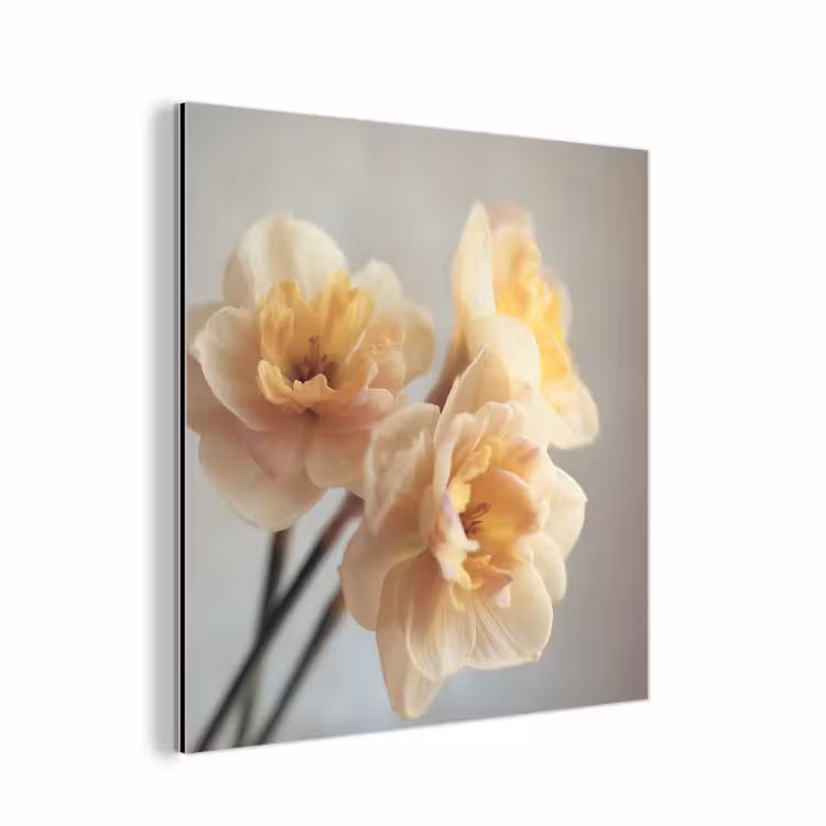 Aluminium schilderij - Narcissen - Geel - Bloemblaadjes — 1
