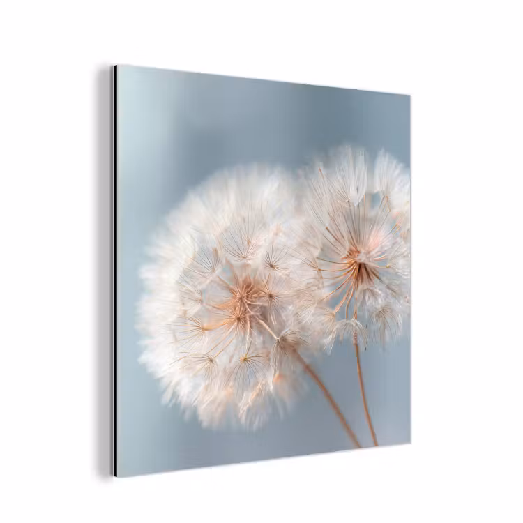 Aluminium schilderij - Paardenbloemen - Pluisjes - Wit — 1