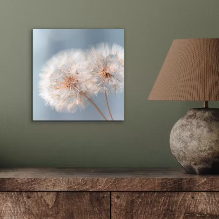 Aluminium schilderij - Paardenbloemen - Pluisjes - Wit — 3