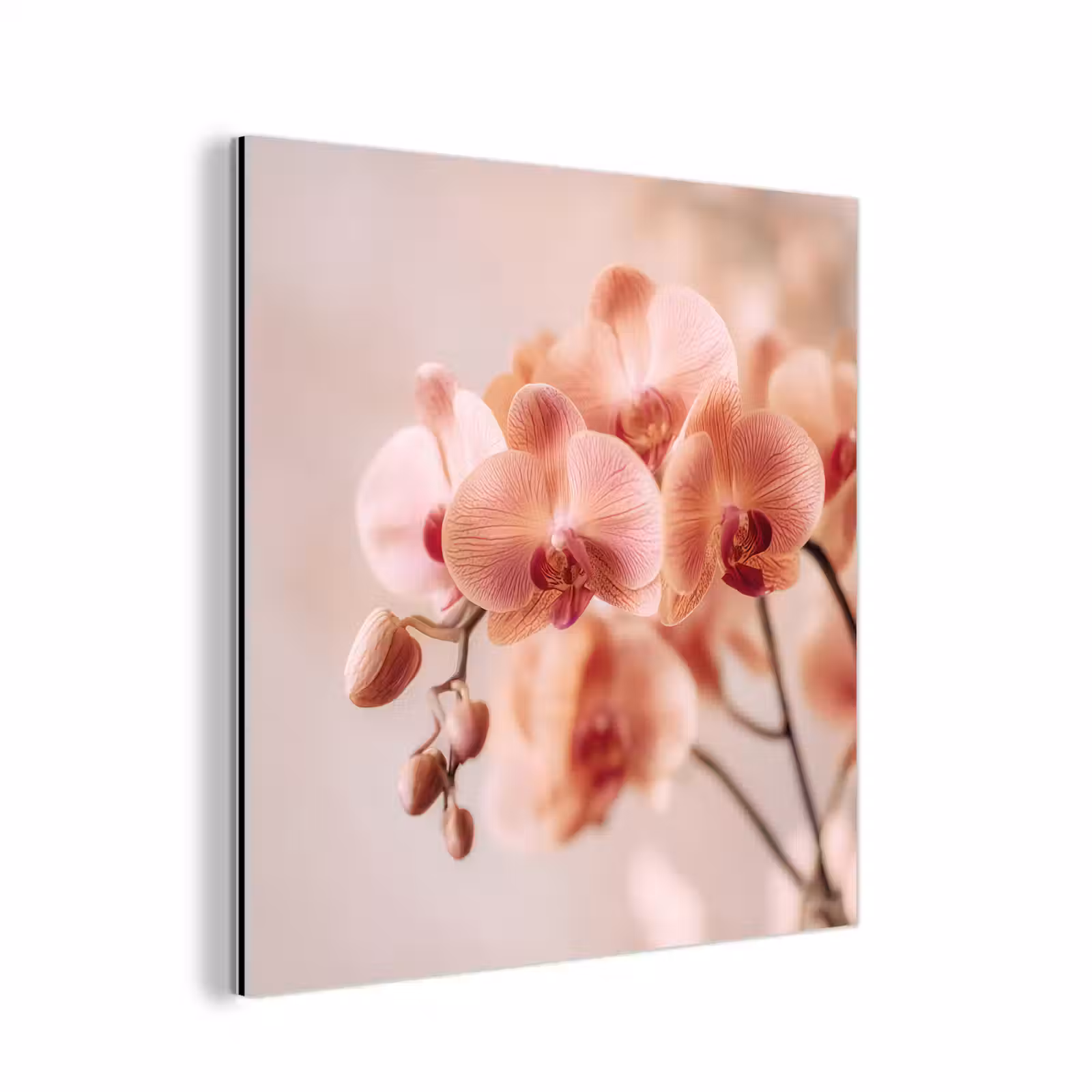 Aluminium schilderij - Orchidee - Bloemen - Roze - Bloemblaadjes — 1