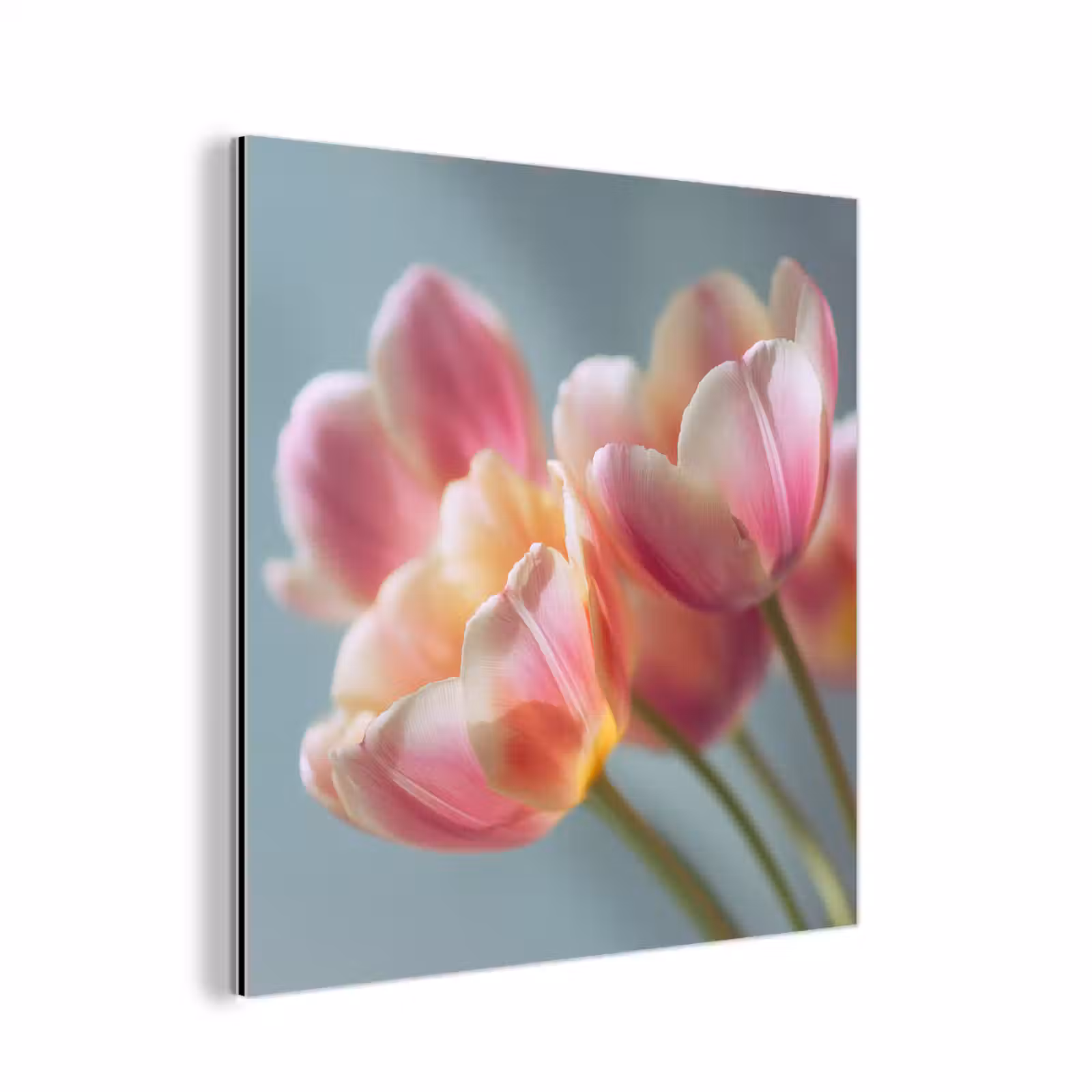 Aluminium schilderij - Tulpen - Roze - Stelen — 1