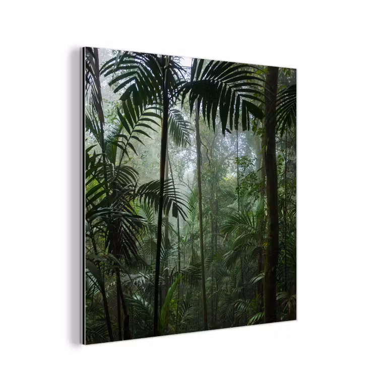 Aluminium schilderij - Regenwoud - Tropisch - Jungle - Bomen - Planten — 1