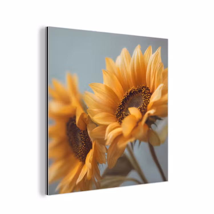 Aluminium schilderij - Zonnebloemen - Geel - Wazig — 1