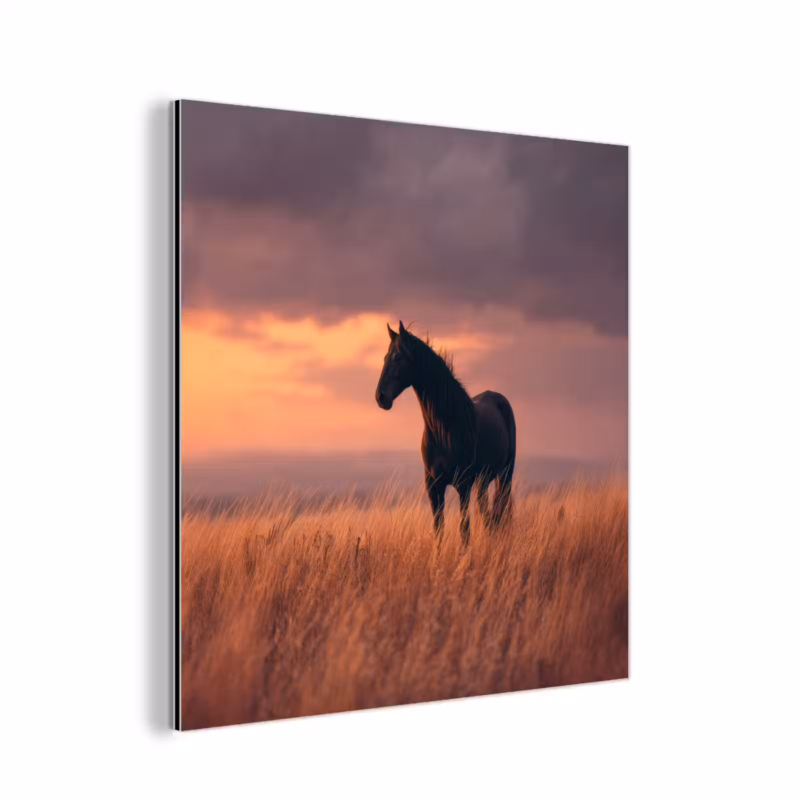 Aluminium schilderij - Paard - Wolken - Open veld — 1